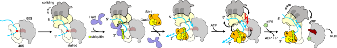 NatureComms's tweet image. Researchers from@BeckmannLab, @GeneCenter_LMU, @inada_lab elucidate the molecular mechanism of collided ribosome clearance by the ribosome quality control trigger complex. #ribosomes, #CryoEM 

go.nature.com/41gPx7o