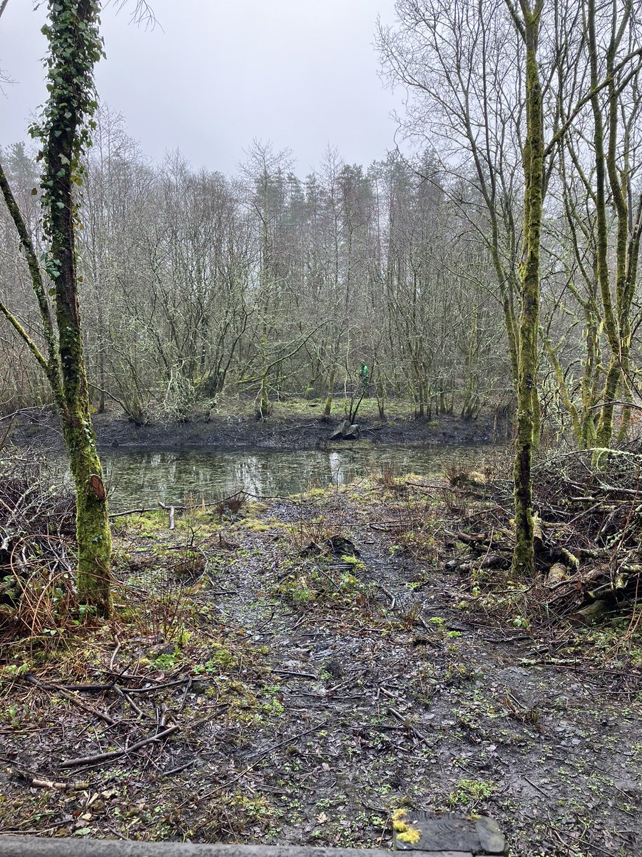 profrobmason's tweet photo. Could this be the Welsh #sasquatch? Sent in by an old friend #welshbigfoot hunter Carwyn Jenkins. He was enjoying a picnic with his hunter pals in a wooded area near #caerphilly and this is what they saw after hours of being ‘stalked’ by the creature. #bigfoot #bigfoothunters https://t.co/VVeQbe4adR