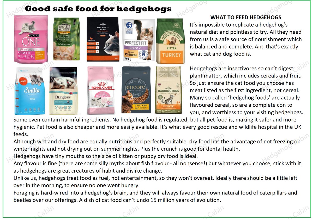 Hedgehog Cabin on Twitter "Cat or dog food is the only safe food for