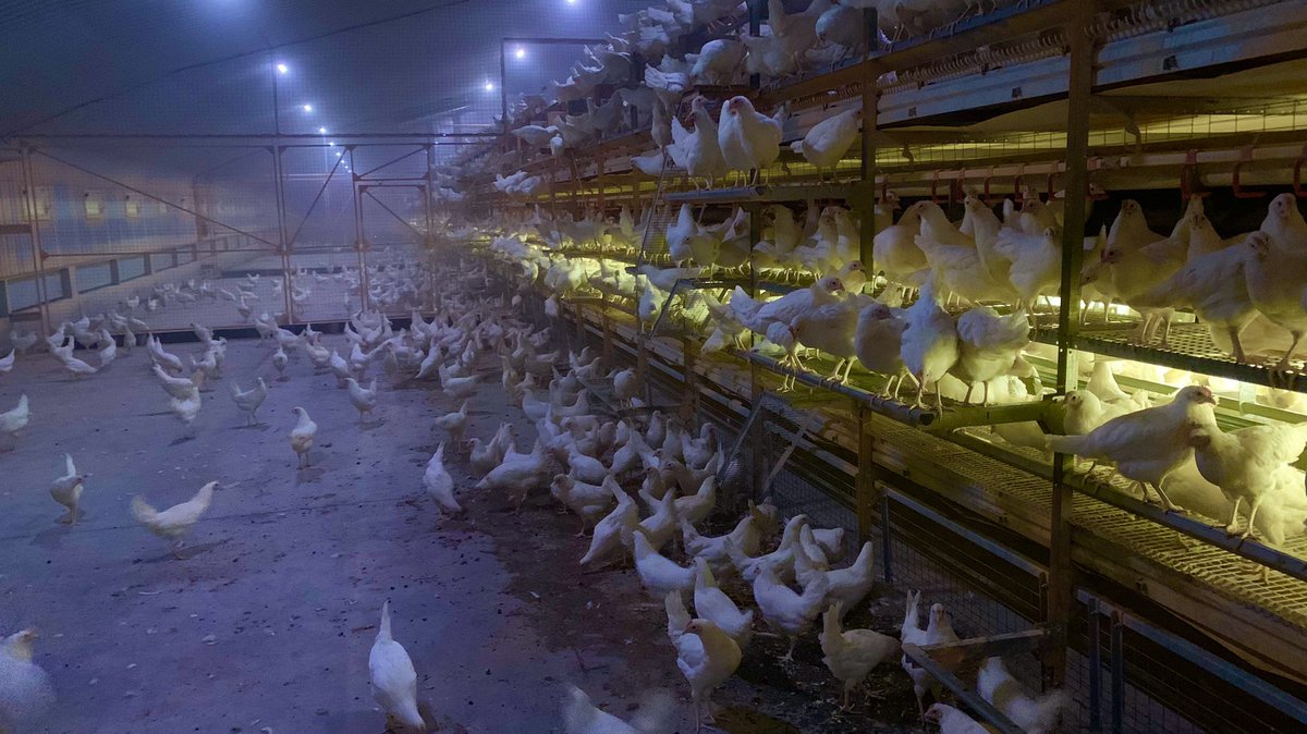 Exciting news.
Yesterday we have had delivery of 32,000 white hens.
#Whiteeggs are better for the #environment as they eat 55ton less feed and produce 6 Million more #eggs.
Plus we run the farm on 100% renewable energy. 
Eggs will be in a <a href="/Tesco_Wales/">Tesco Newyddion Cymru / Tesco Wales News</a> soon.

#wearewelshfarming