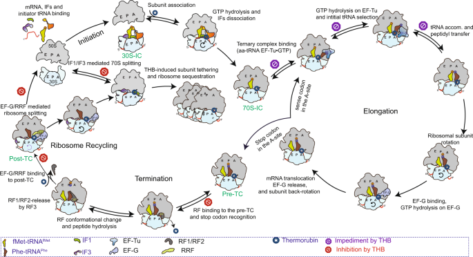 NatureComms's tweet photo. Researchers @narayan_prajuli, @sanyal_suparna and colleagues use fast-kinetics and cryoEM to reveal the mechanism of action of antibitoic thermorubin. #Thermorubin # Ribosome # Subunit tethering # fast-kinetics # cryo-EM
https://t.co/eAJgKNS1Kc https://t.co/jtslrbPKSp