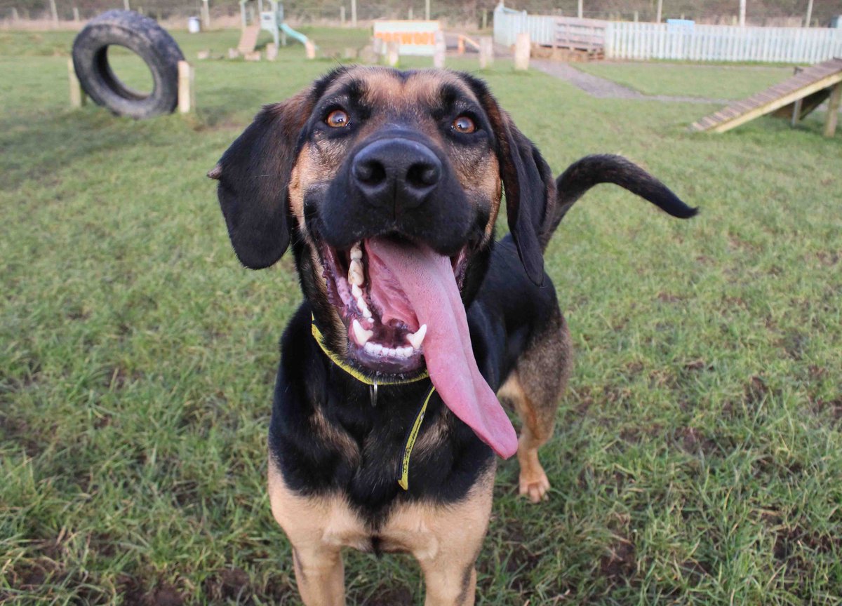 Stanley has heard it's #tongueouttuesday and just couldn't wait to show you all 👅

#dogstrustdarlington #rehome #ineedahome #hound #tot