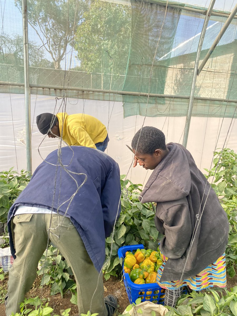 deliot8's tweet photo. Yesterday, we took our students on a field tour to the greenhouse here on the Plateau 🧑🏾‍🌾 

I taught them how to harvest 🫑&amp;🥒 ; how to prune &amp; trellis cucumbers + it’s importance. 
I also tested their seed sowing skills.

It was a privilege impacting in their lives positively 🙏🏾 https://t.co/nYtpxfK9rY