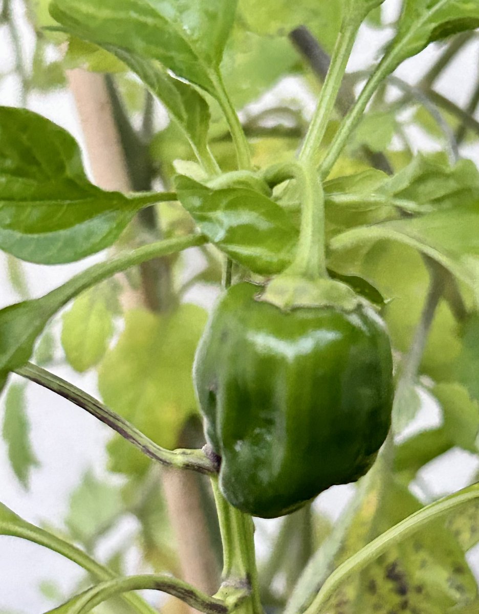 I planted an impromptu veggie patch Christmas Eve to avoid the embarrassment of the tubs of dirt being seen by my family when they arrived for Christmas lunch. A couple of months later, I walk around celebrating like Tom Hanks did when he created fire in Castaway!
I made food🥒🍅