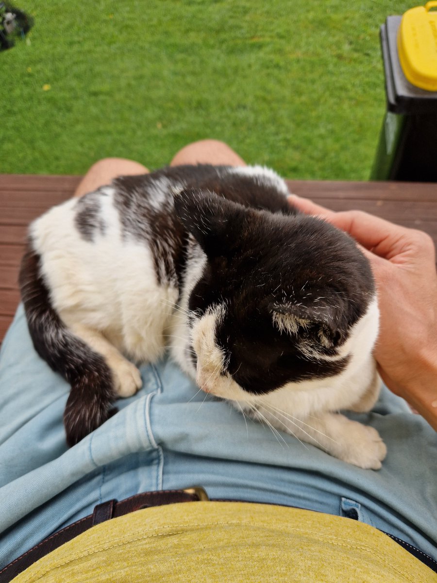 Made a friend on my travels today 😻