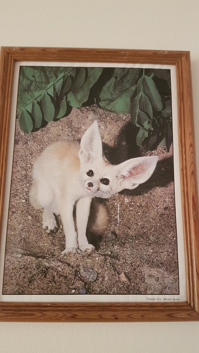 Fennec Every Hour! (@fenneceveryhr) on Twitter photo 