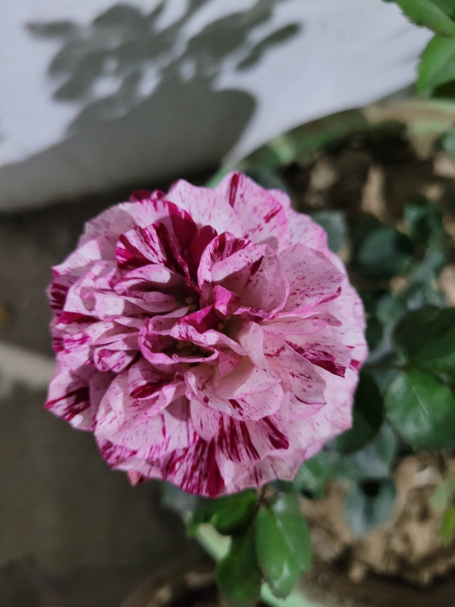 SheetalArtz's tweet photo. πΉ
#sheetalartz #flower #beautiful #naturelovers #photography #Twitter #viral https://t.co/Tn90oBrysl