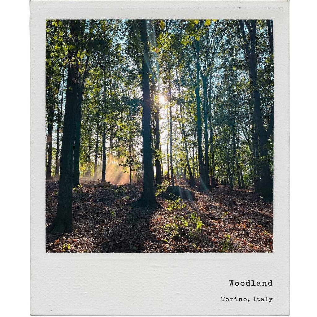 R a y s 

.
.
.
.
.
.
.
.
.
.

#goldenhourlight #woodlands #freshairclub #thepictoriallist #polaroidoftheday #sx70 #curated_minimal #espritmag #moodytoning #thevisualones instagr.am/p/Co60rC5I3Rt/