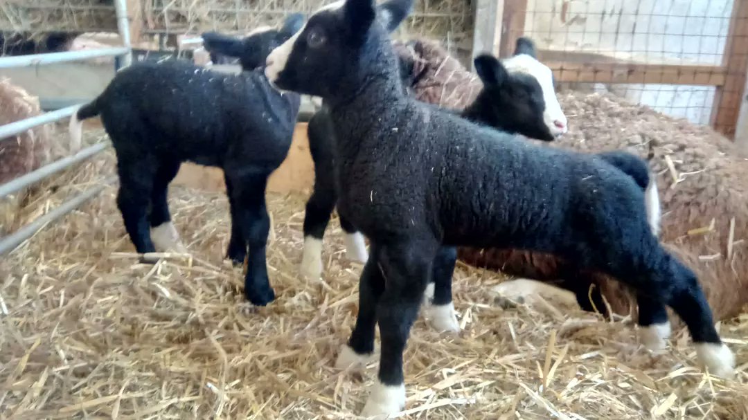 Zurueck_z_Natur's tweet photo. #MoinMoin endlich aufgestanden wa?🐑🤣 #schaf #lammda #zwartbles #drillinge #lamm #landwirtschaft #bauernhof #zurueck_z_natur #gera #thueringen #schwaara #süß #tierbaby #fuereuch https://t.co/cyGlMwlHmz