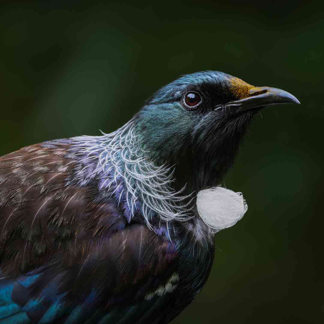 The Wild Bird Trust tweet media