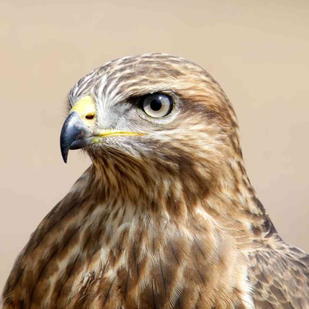 The Wild Bird Trust tweet media