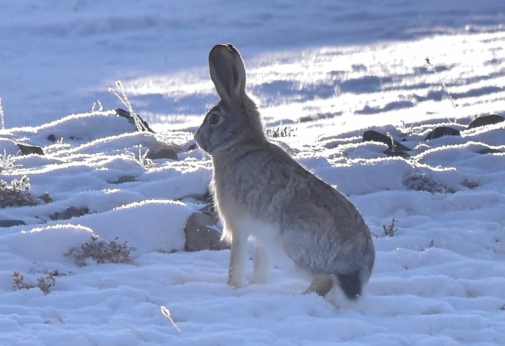 Happy Mongolian New Year! Tsagaan Sar 2023 is the year of hare. Photo – a Mongolian Tolai hare (Lepus tolai) in the snow #tsagaansar #NewYear2023 #hare #tolaihare