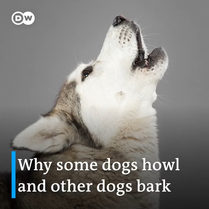 DW Science on Twitter "🎞️ Why some dogs 🐶 howl and other dogs bark 🐺🤔