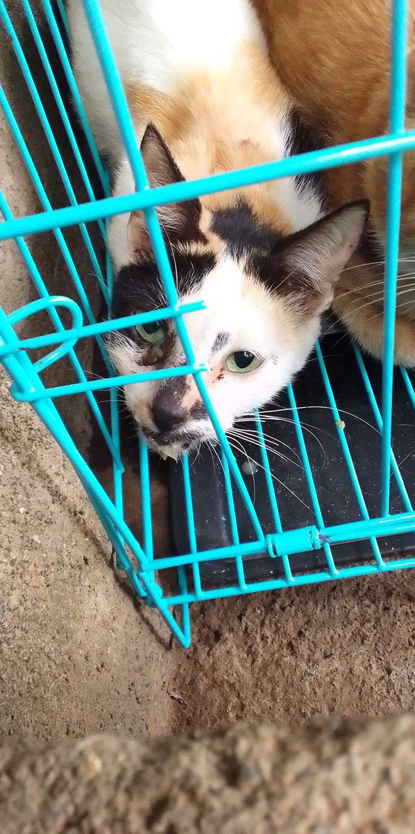 vanessuhhhh_'s tweet photo. ‼️HELP‼️
Hi! Remember the amoranto qc cats? They were rescued sadly, 3 of them showed signs of viral infection. Nahawa rin po ang ibang cats na nasa shelter. As of now, 9 cats need you.

Due to limited funding, isang cat lang ang kayang dalhin sa vet. 

PLEASE HELP US SAVE THEM https://t.co/k6eRHWZdFQ