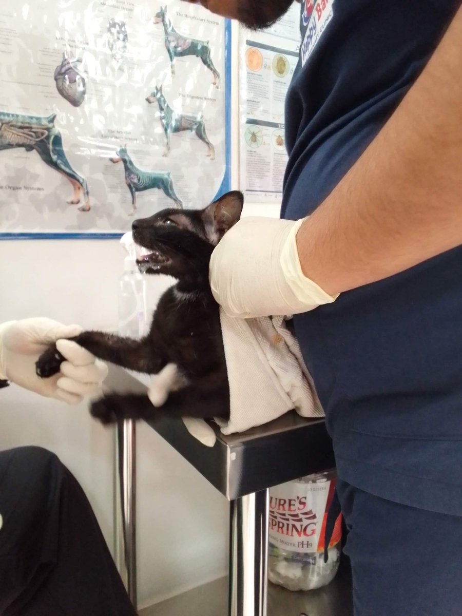 vanessuhhhh_'s tweet photo. ‼️HELP‼️
Hi! Remember the amoranto qc cats? They were rescued sadly, 3 of them showed signs of viral infection. Nahawa rin po ang ibang cats na nasa shelter. As of now, 9 cats need you.

Due to limited funding, isang cat lang ang kayang dalhin sa vet. 

PLEASE HELP US SAVE THEM https://t.co/k6eRHWZdFQ