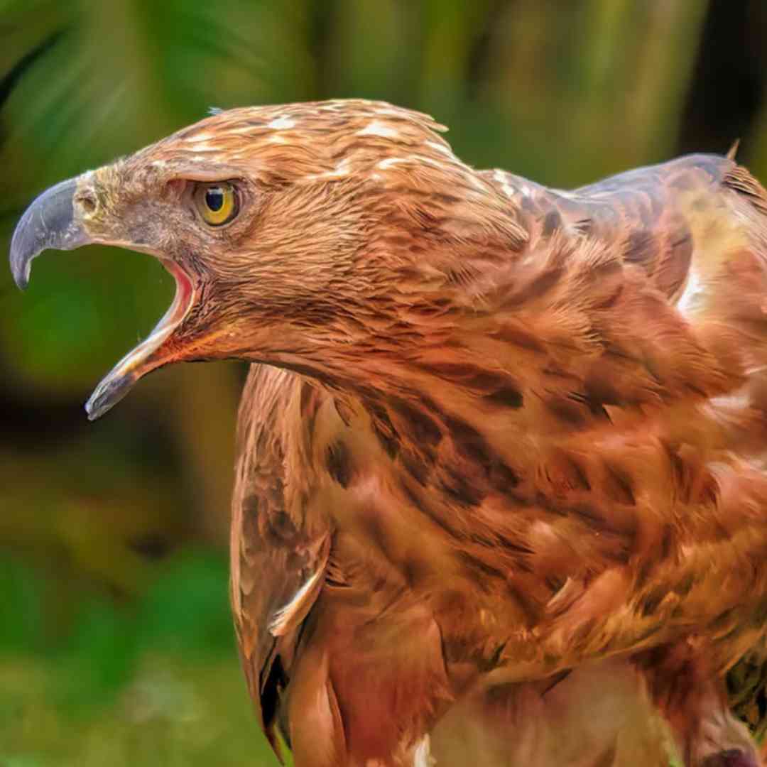 Wild Bird Revolution tweet media
