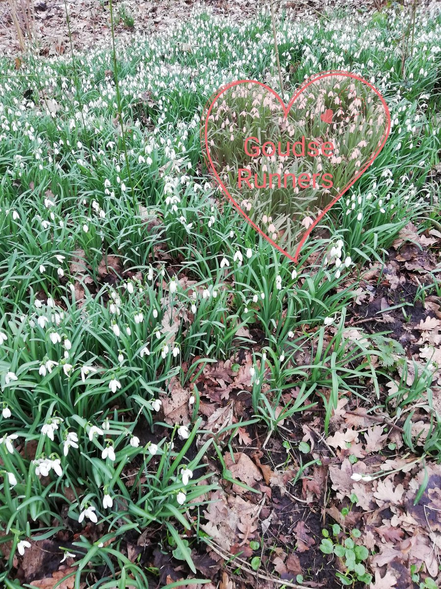 GoudseR's tweet photo. Het leek wel voorjaar in het Groenhovenpark. Fijne training gegeven. #hardlopen #wandelen @goudserunners #voorjaar #natuur https://t.co/K92QVnHr7D