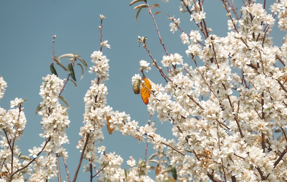 Vietsense_'s tweet photo. Son Tra (Docynia indica) flower is not only a specialty of the Northwest highlands but also a spring beauty that attracts tourists...
#Vietnam #vietnamtravel #spring #flowers https://t.co/Jjiayvmw10