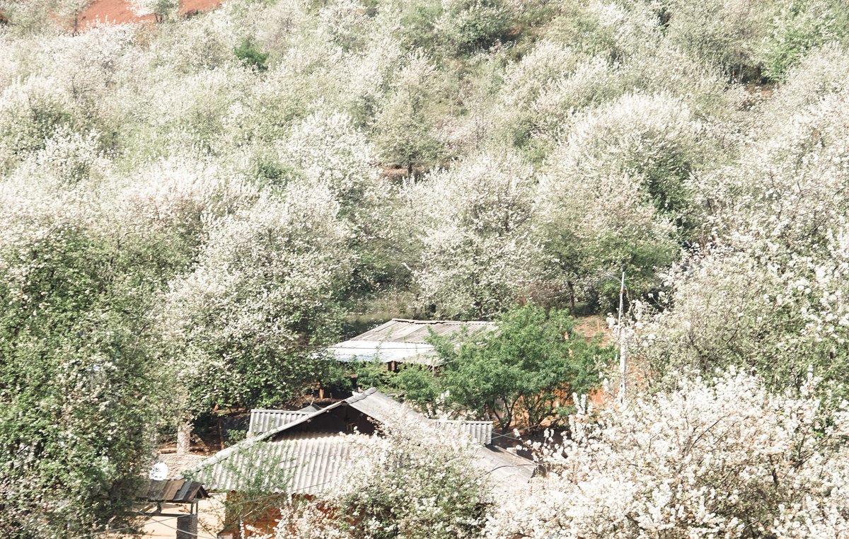 Vietsense_'s tweet photo. Son Tra (Docynia indica) flower is not only a specialty of the Northwest highlands but also a spring beauty that attracts tourists...
#Vietnam #vietnamtravel #spring #flowers https://t.co/Jjiayvmw10