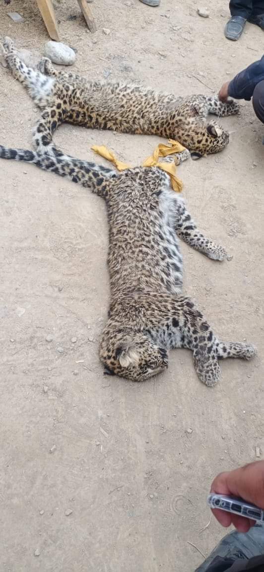 جانور بھی امیر غریب ھوتے ھیں، چیتا امیر کا ھو تو پوری ریاست اپنا فل زور لگا کے زندہ پکڑ دیتی ھے، چیتے غریب ھوں تو نایاب چیتوں کی جوڑی کو سیدھے فائر مارے جاتے ھیں،
سچ کہتے ھیں غربت کائنات کی سب سے بڑی خامی ھے،