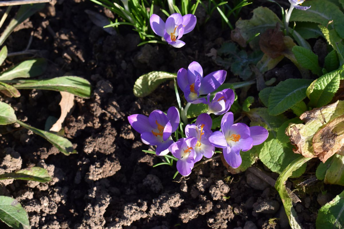 HSderSchreiber's tweet photo. #Vorfrühling bei 15 °C: Habe gestern schöne Blümchen im #Garten einer 85-Jährigen entdeckt. Es waren Gänseblümchen, Krokusse, #Winterlinge, #Hamamelis, ##Primeln und Schneeglöckchen. Auch waren schon #Bienen und #Hummeln unterwegs. https://t.co/DhnPmbr8Lp