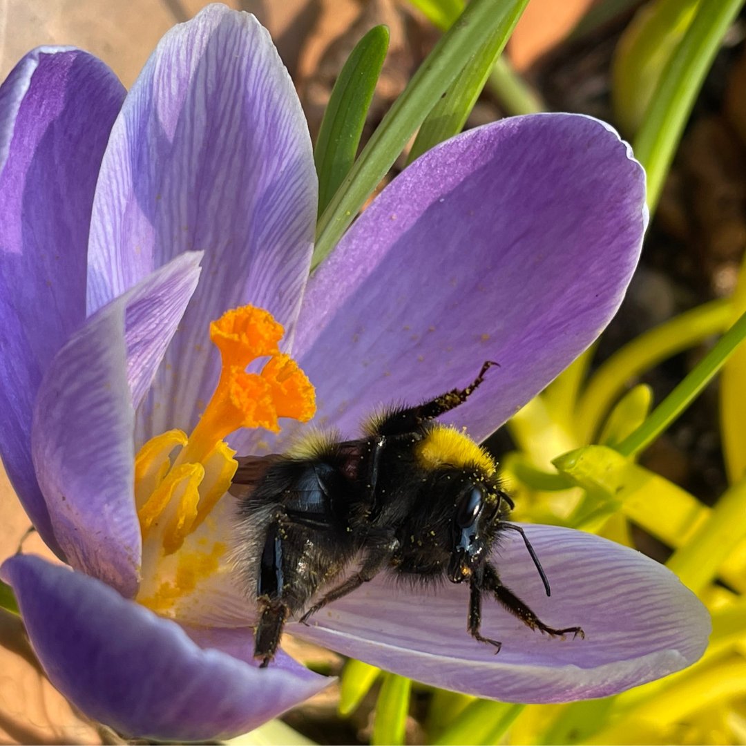 BumblebeeTrust's tweet photo. The bumblebees are back in town (kind of)!

Bex Cartwright, our Senior Conservation Officer, has spotted several queen bumblebees in the last few days. Among her sightings was this small Garden bumblebee collecting pollen from her potted crocus 🐝🌷
(1/4) https://t.co/DuNP57bC4K