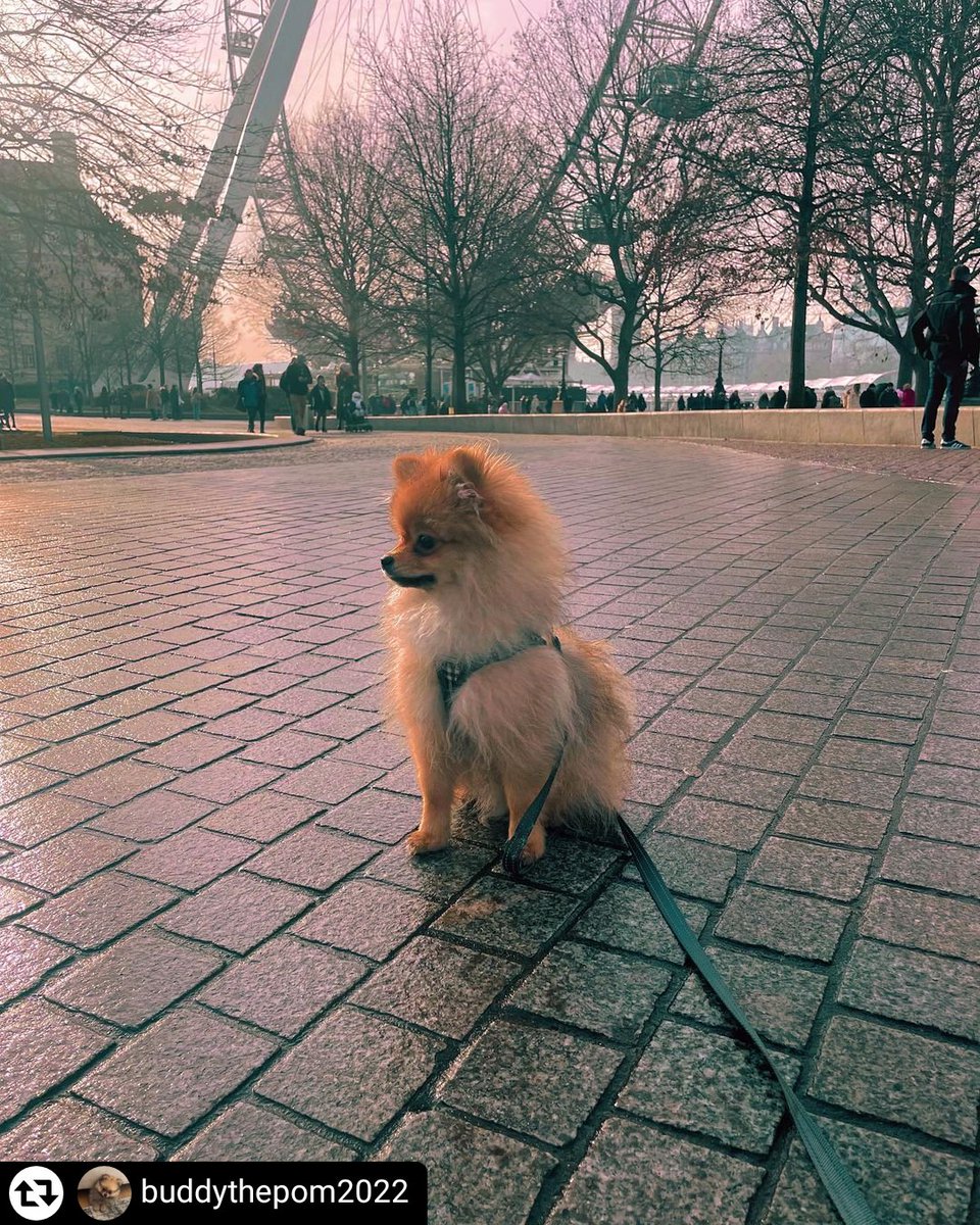 Jubilee_Gardens's tweet photo. There are so many four-legged friends on the South Bank at the moment, like the gorgeous @buddythepom2022 (Insta). Thank you to all our visiting dog owners for being considerate & keeping your dog on a lead, staying on the paths & ensuring you clear up after them! #keepparksclean https://t.co/zQ0SsMoDJW