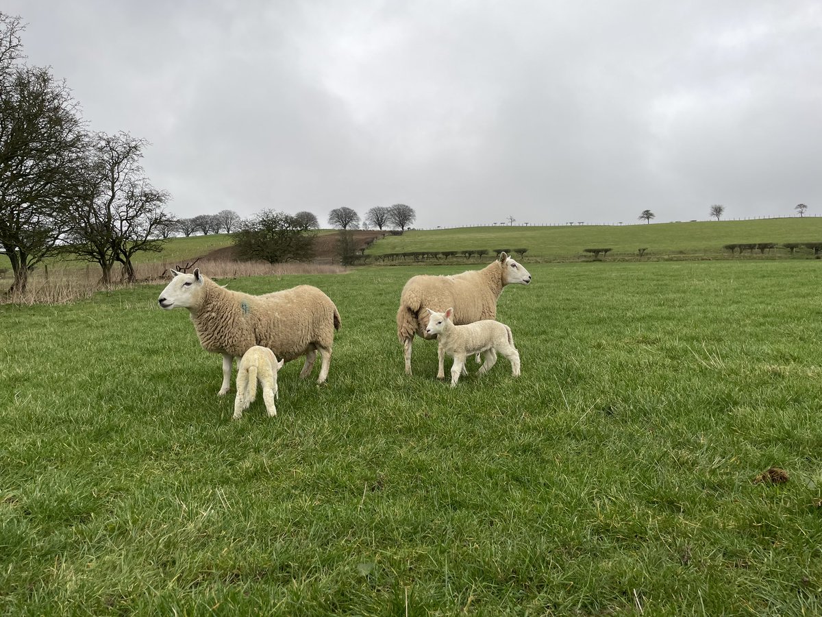 Stuart Graham tweet media