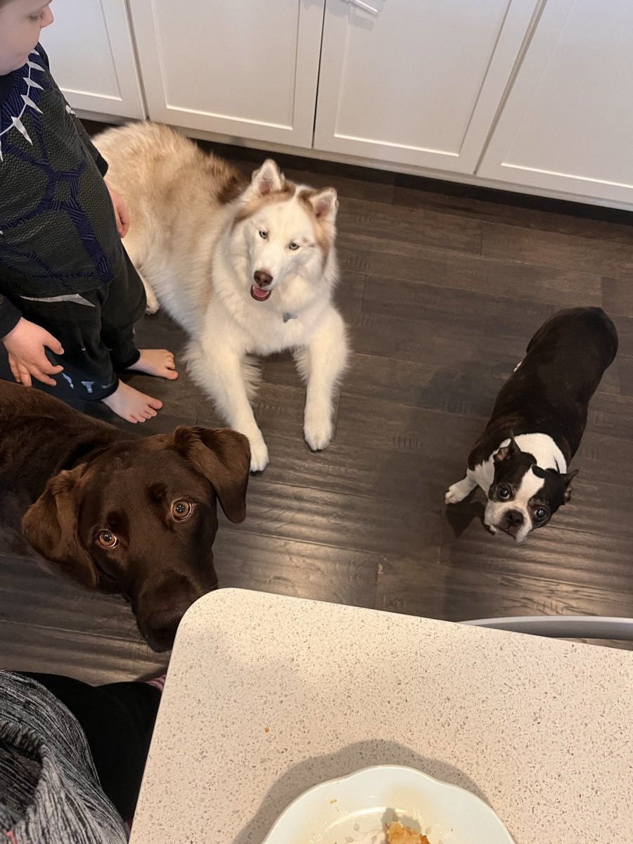 TempiB1's tweet photo. @MaurielleTV @leethomastv Make casseroles for my dogs every week- chicken, veggies, sweet potatoes &amp; then add in a little kibble at the time of feeding #thenine #feedemlikefamily #happypups https://t.co/KyPutjYTJw