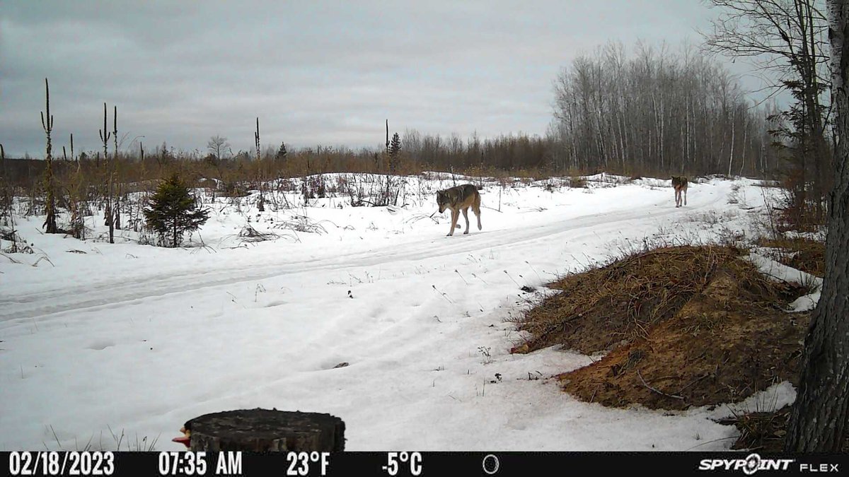 SpypointCamera's tweet photo. Some wolves captured in the UP of Michigan.
Photos from @michiganoutdoorguy
.
.
.
#SpypointFlex #SPYPOINT #Wolves #trailcamera #trailcamtuesday https://t.co/Og0Ar1VODa
