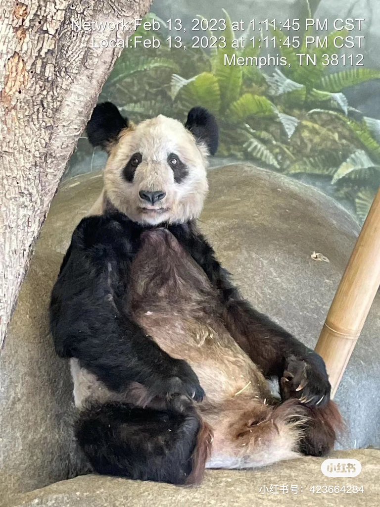 datou233's tweet photo. 可怜的yaya
@MemphisZoo 你们在虐待动物，你们太糟糕了 https://t.co/dloyxQZ74k