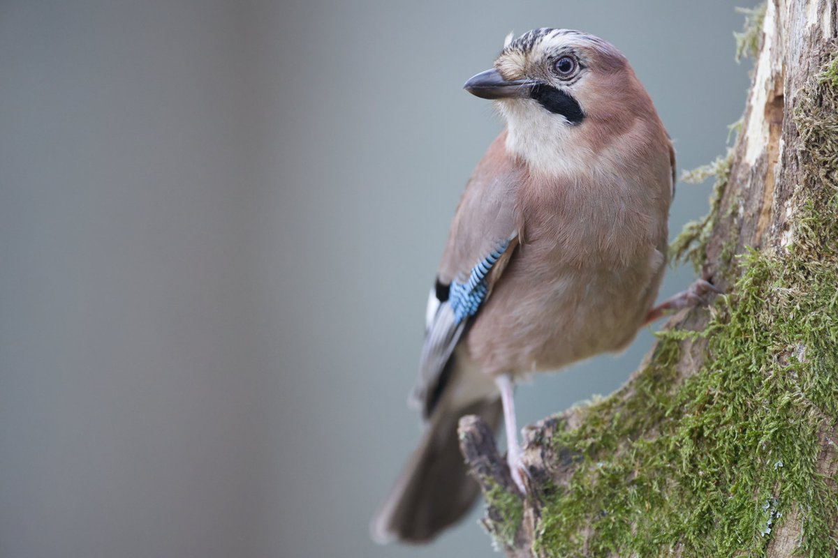 iskanderbarrena's tweet photo. Eskinosoa (Garrulus glandarius). 

Biltzen dituen fruituen zati bat lurperatzeko ohitura du, baso masak hedatzen lagunduz.

#Larrabetzu #Bizkaia

#naturaargazkitan #naturabizia #bird #naturephotography #nature #wild #wildlife #photography #birding #basquecountry https://t.co/BLjHk7MQXJ