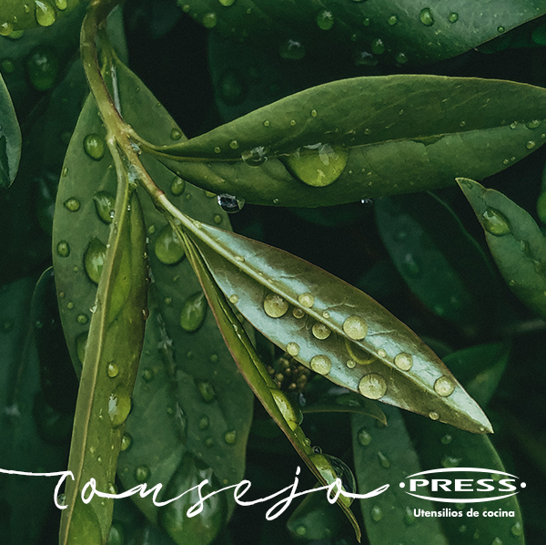 Es una buena idea tener una planta de laurel en tu cocina porque es un gran repelente, ya que tiene compuestos tóxicos para los insectos que son inhibidores de su crecimiento, de la reproducción 
o de la oviposición. 

#ConsejosDelHogar