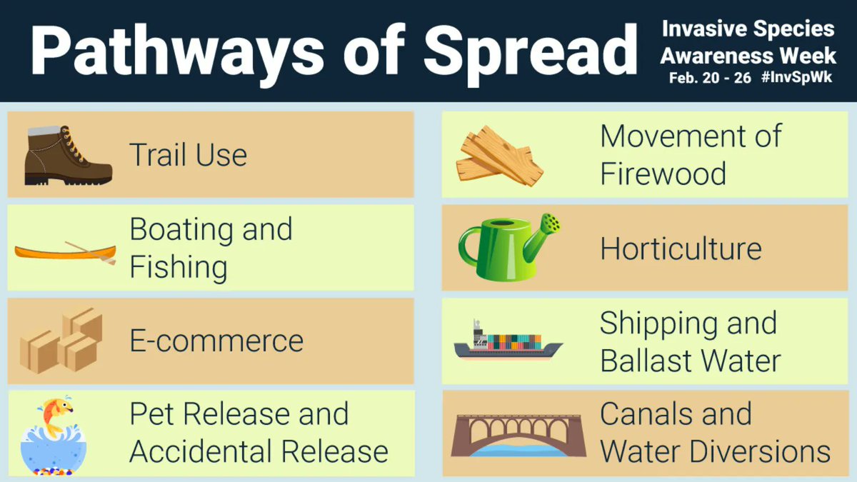 Invasive species are one of the greatest threats to the biodiversity of Ontario’s waters, wetlands and woodlands. They can spread through recreational boating, pet release, the movement of firewood, and many other pathways. Learn how to prevent the spread:
#InvSpWk