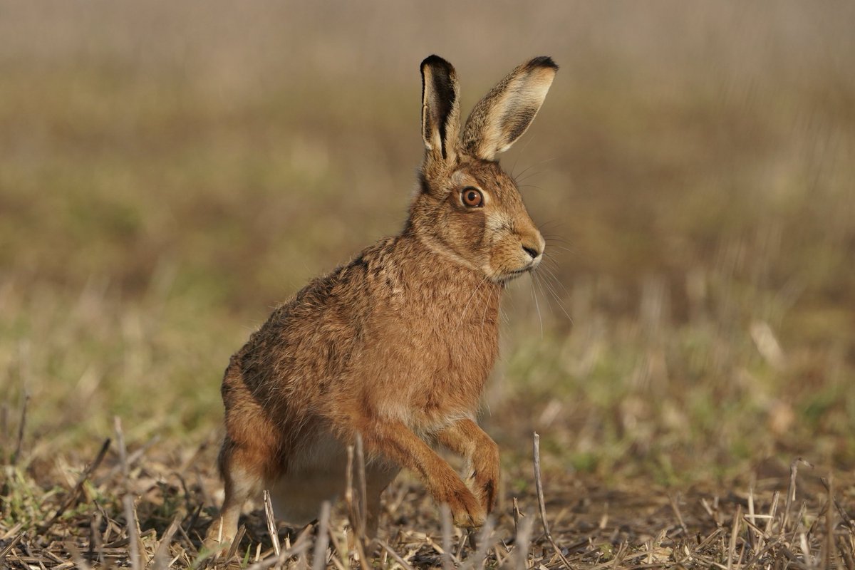 Brown Hare Suffolk