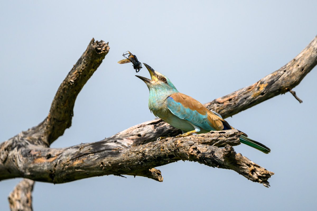 deanclabrough's tweet photo. Nikon Z9 capturing Rollers eating insects @Nikoneurope #nikonz9 https://t.co/PgqM3CSBJv