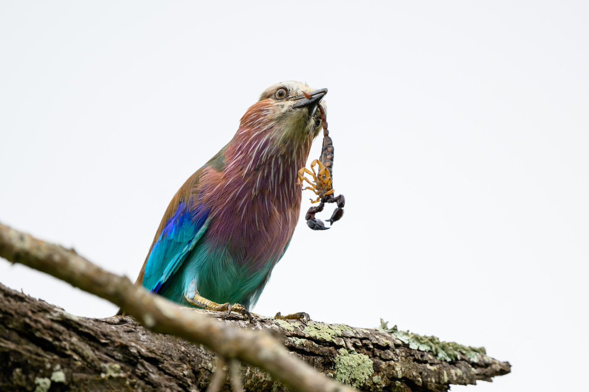 deanclabrough's tweet photo. Nikon Z9 capturing Rollers eating insects @Nikoneurope #nikonz9 https://t.co/PgqM3CSBJv