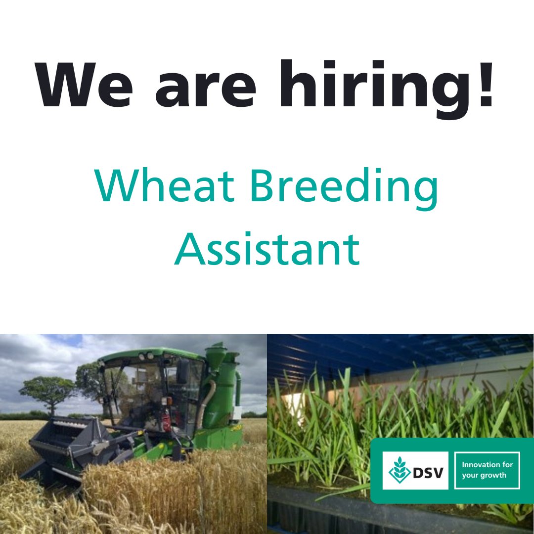 We are hiring! 🔬🚜🌾

DSV UK Ltd is looking for a highly motivated individual to join our wheat breeding team. 

Interested? Click the link in our bio to find out more 👀