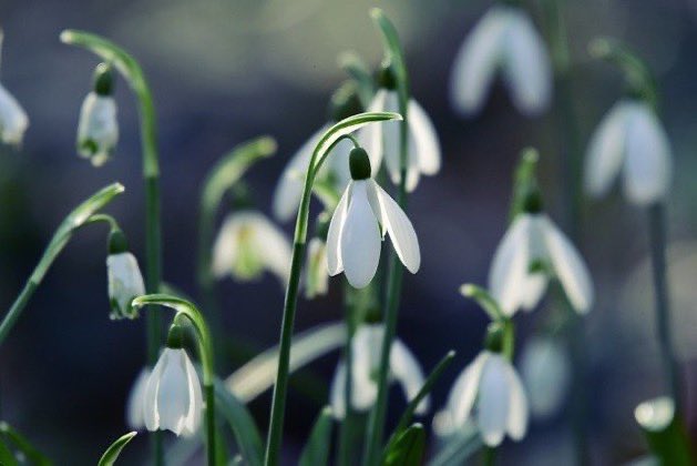 A GALANTHOPHILE is a lover or collector of snowdrops.