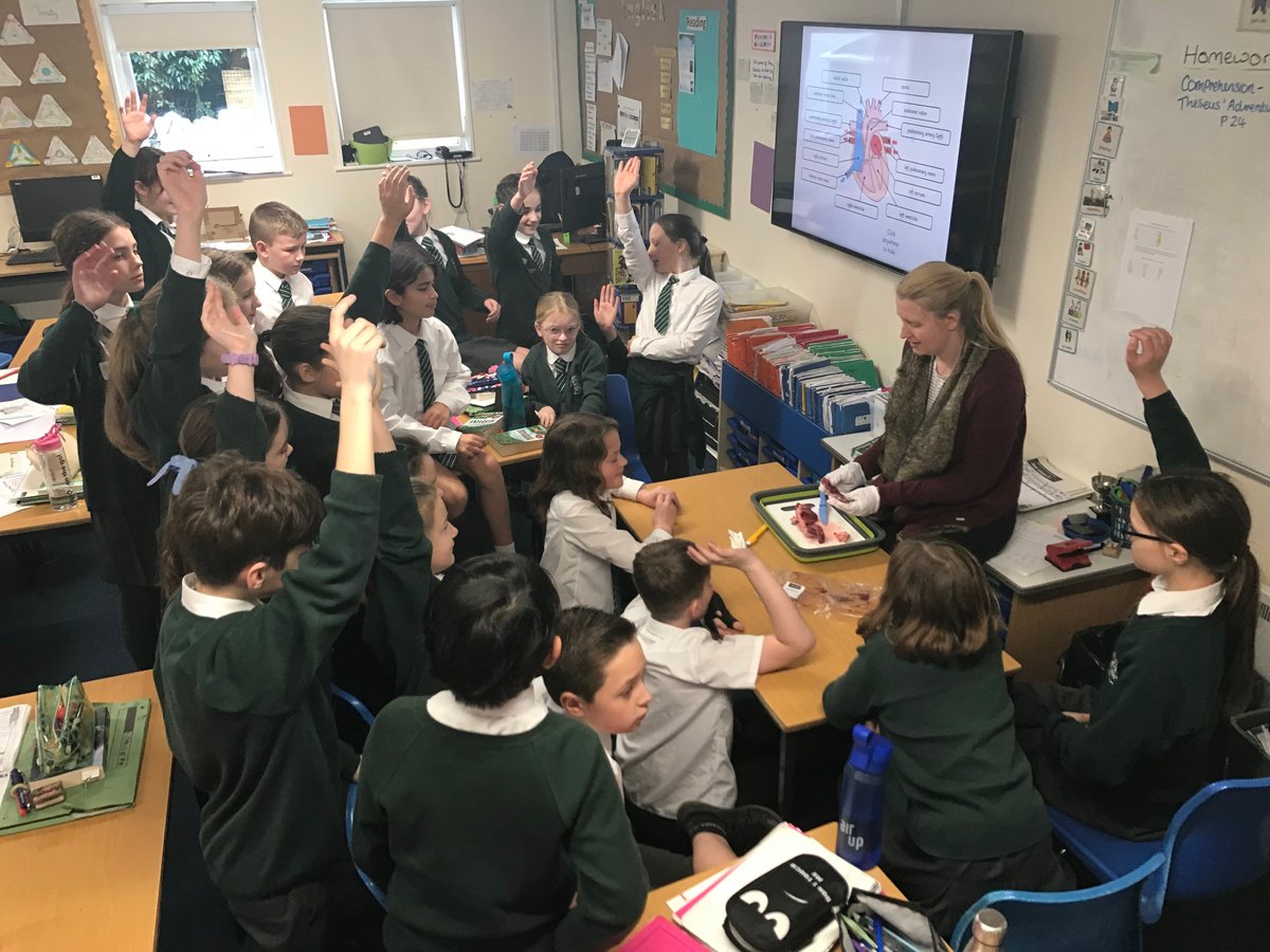 RoyalKentSchool's tweet photo. Scots Pine had a really interesting learning experience this afternoon, when they were able to get a close look at a real animal heart (thanks to @simonthebutch  for the donation!). The children showed impressive knowledge about the circulatory system! https://t.co/D6JnvVQbOL