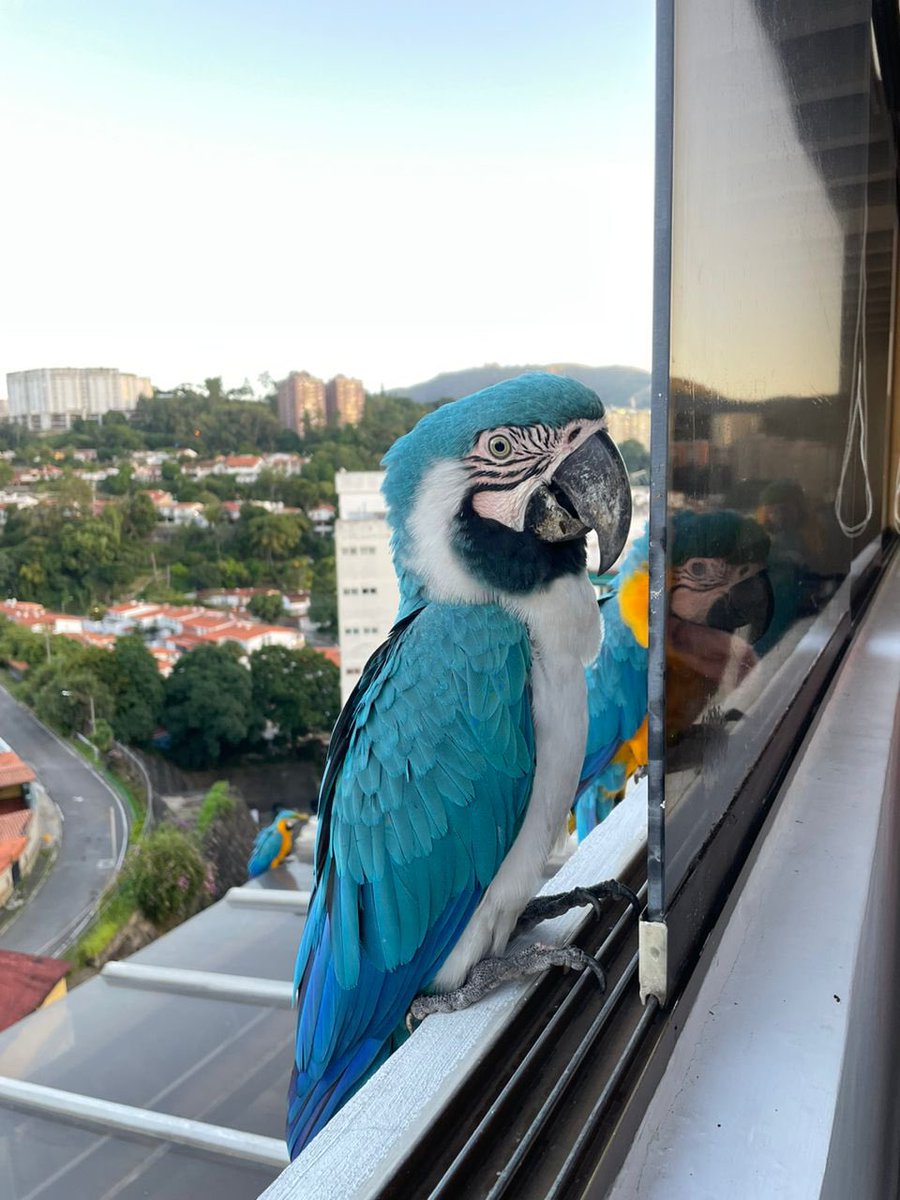 mvalentina912's tweet photo. Esta señora debe ser mi vecina porque siempre está cerca de mi casa y me parece un espectáculo te amo guacamaya especial ❤️ https://t.co/4rYE3Ng4jU
