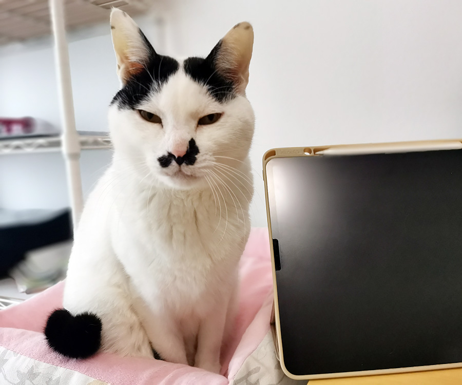 よろしくお 2匹の保護猫様専用 3点 dhj6z-m25848534071 りました