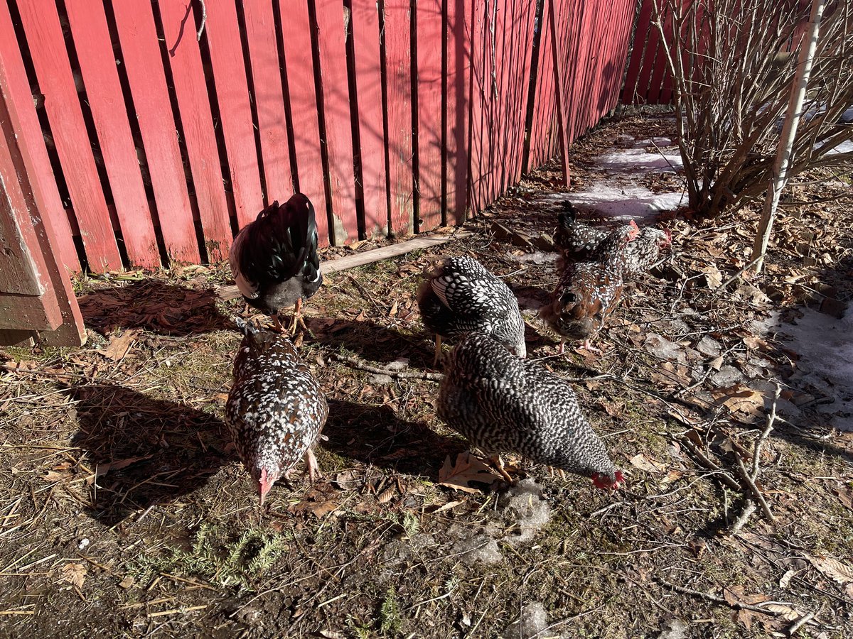 Happy chickens.