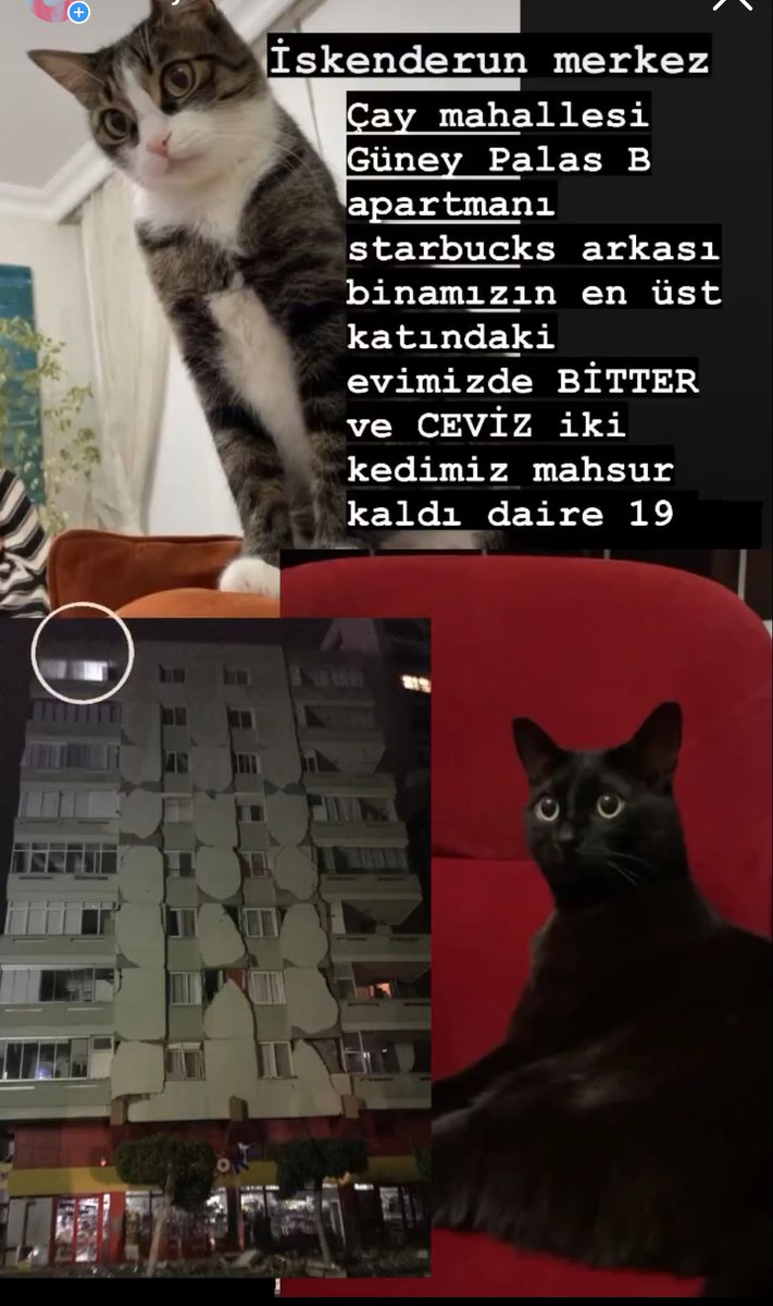 erdemmeras's tweet photo. @haydarozkan06 İskenderun da 2 kedimiz hala apartmanda mahsur lütfen kurtarmamıza yardım edin https://t.co/2axi4roxzr