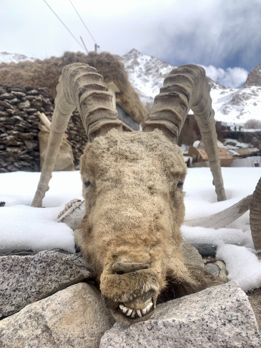 aamir_rasool115's tweet photo. Killed by the grey ghost of the Himalayas #snowleopard #greyghost #ulleyvillage #ulley #ladakh @AcrossInner @Kashmir_Weather @snowleopards https://t.co/NOc4aAh5tI