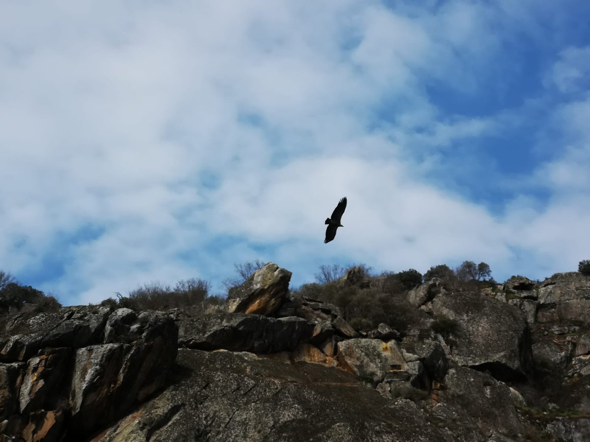 ElisaZamora's tweet image. No sé por dónde empezar a contaros mi maravilloso viaje a #ArribesDuero durante este Carnaval. Mejor dicho, sí. Comencemos por la increíble naturaleza de #Sayago y #TrasOsMontes. 

Siempre el #Duero a nuestro lado. Tres miradores: #Fermoselle, #Pinilla y #SanJoao (Miranda).