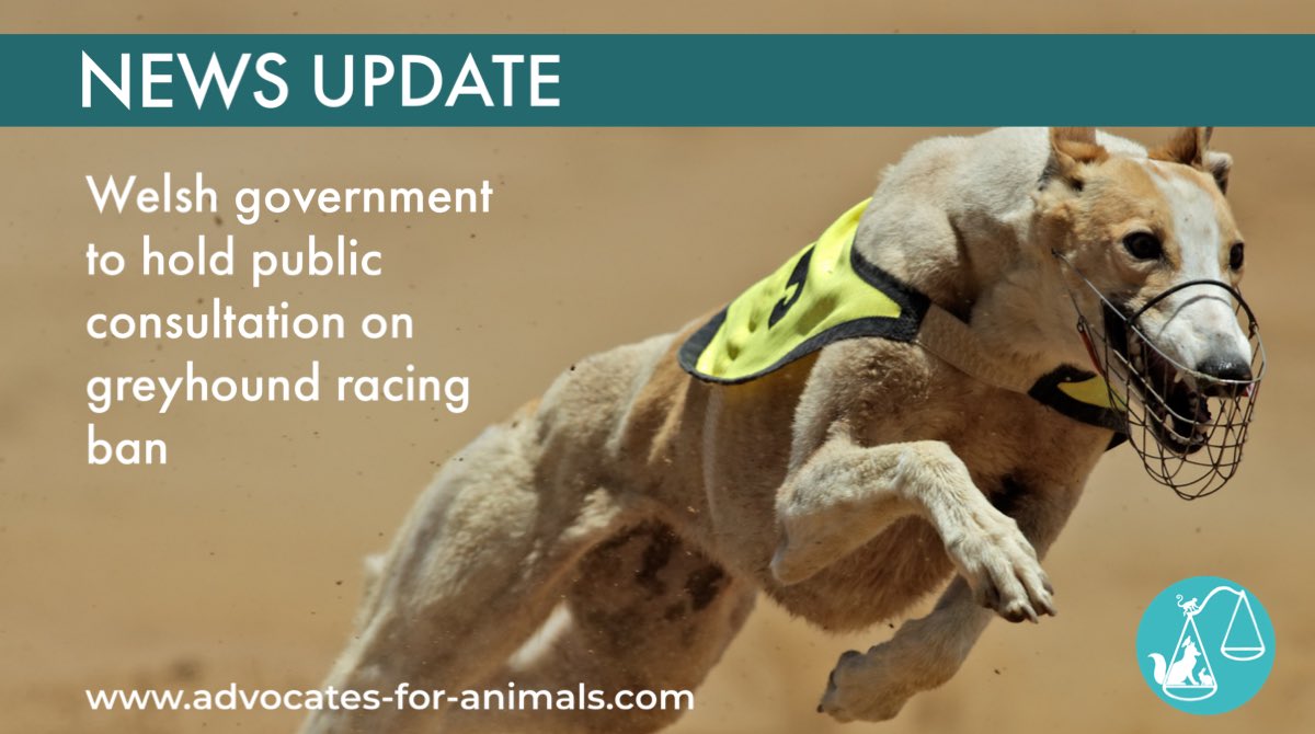 Animallawyersuk's tweet photo. The Welsh government has announced plans to hold a public consultation later this year on the licensing of activities involving animals, including whether greyhound racing should be phased out. A debate will be held in the Senedd on March 8, before the consultation process begins https://t.co/65uJrGwP5K