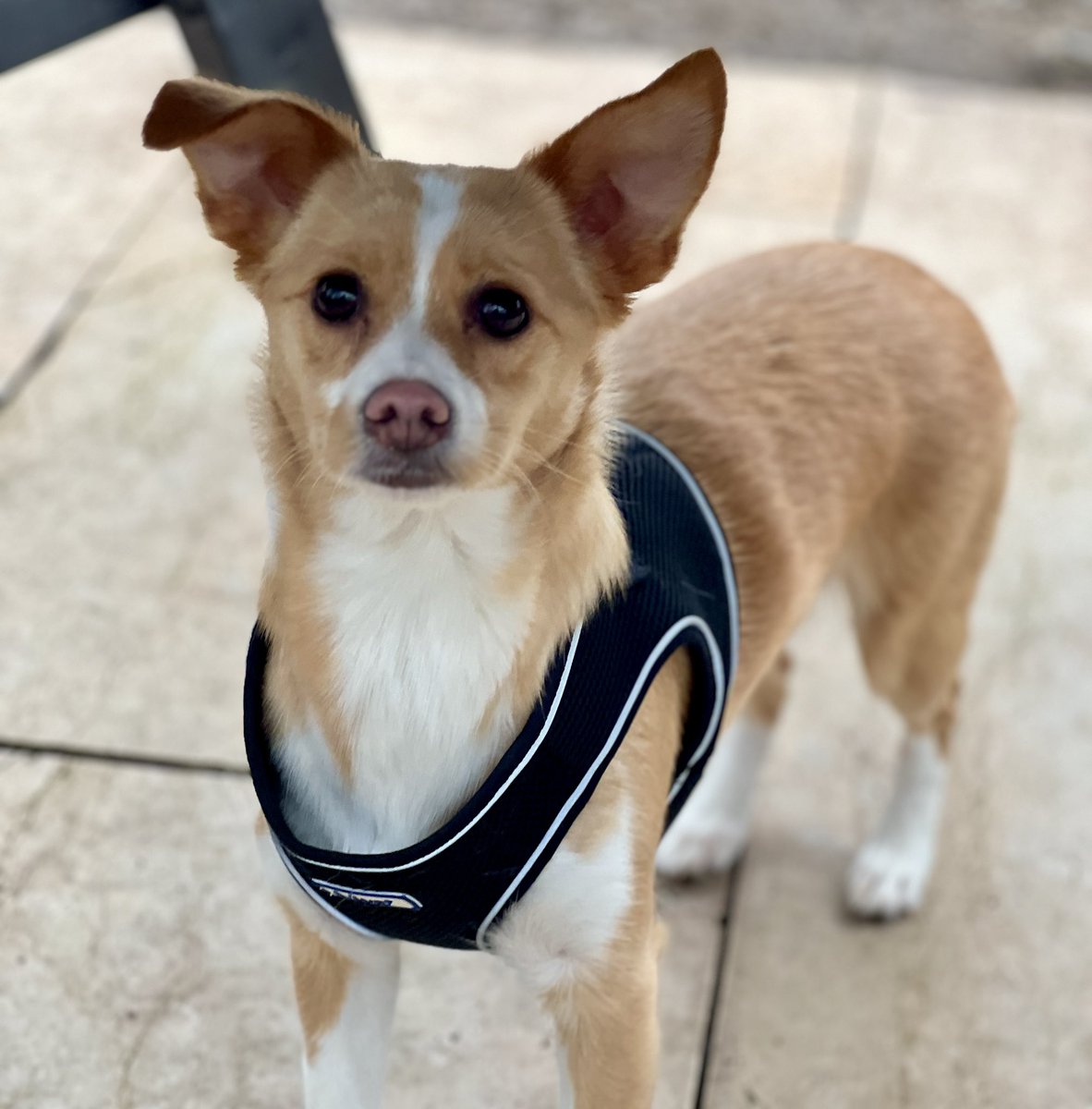 This beautiful little poppet is Miley. Her mum (who inherited her from her Nana) has MS and can’t give her the life she needs anymore. Miley is from Romania, the rescue who brought her over has closed and no-one else would help as she can be snappy with people she doesn’t know