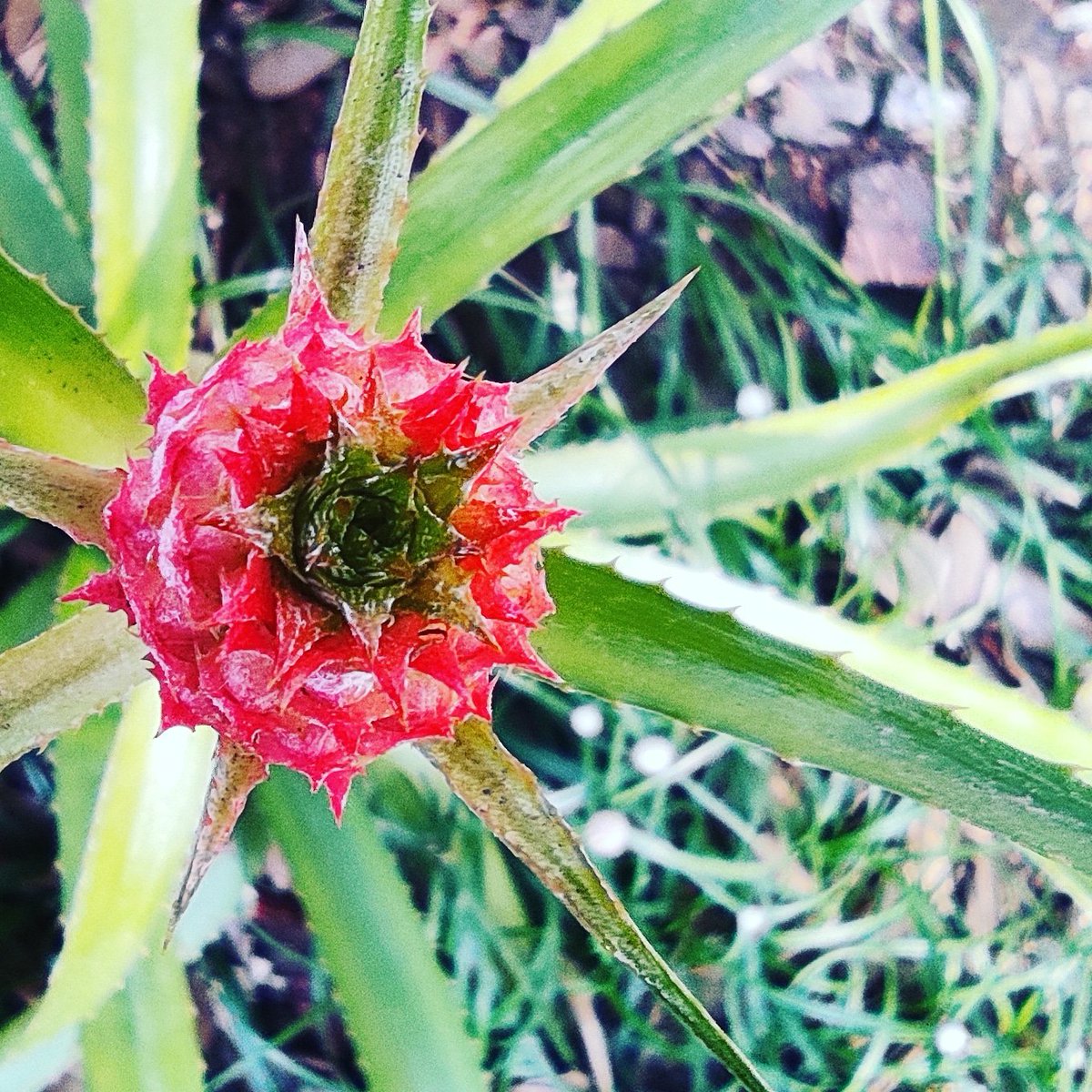 Venkat3681's tweet photo. A type of cactus?
#plants #plant #macroshot #macro #macrophotographer #myclick #claredonfilter #pocom2pro #green #photographylife #photographylovers #photographyart #streetphotography #streetplants #plantsofinstagram #plantstagram #plantsagram #closeupphotography #photostagram https://t.co/sp8QFBBXOn