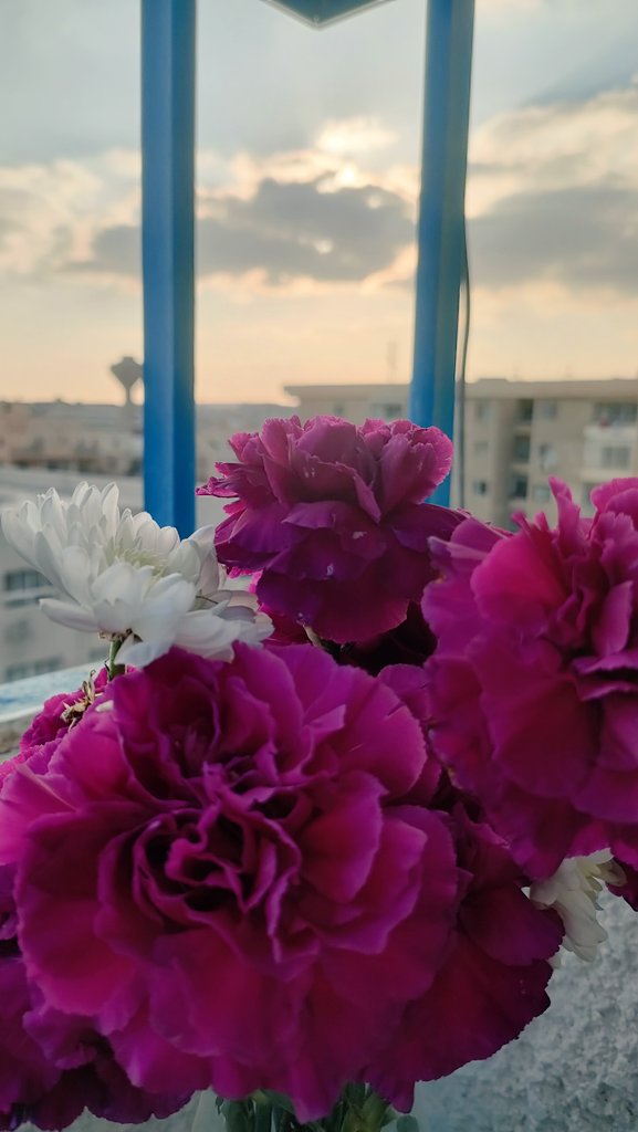 u3mar's tweet photo. @haneen507_love @age_of_peace يا زينهم 🌹

وهذي وردة توي مصورها اهداء لك
كل عام وانتي بخير وحب متوسع https://t.co/RLzpingt9Y